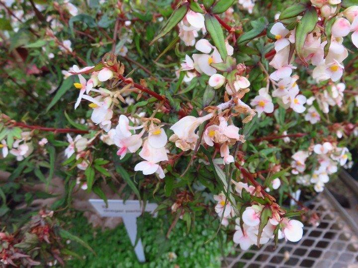 B. dregei var. partita